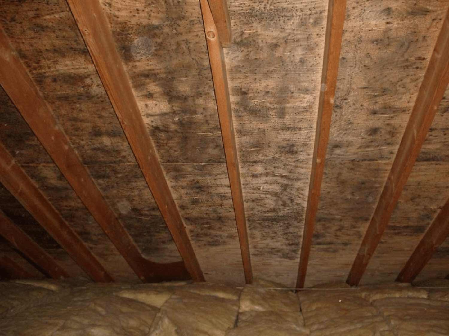 attic mold